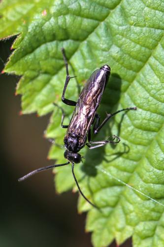 Réf. 249 033 : Tenthredininae inconnu
